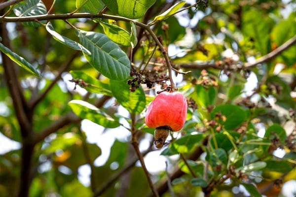5 Common Cashew Myths Debunked!