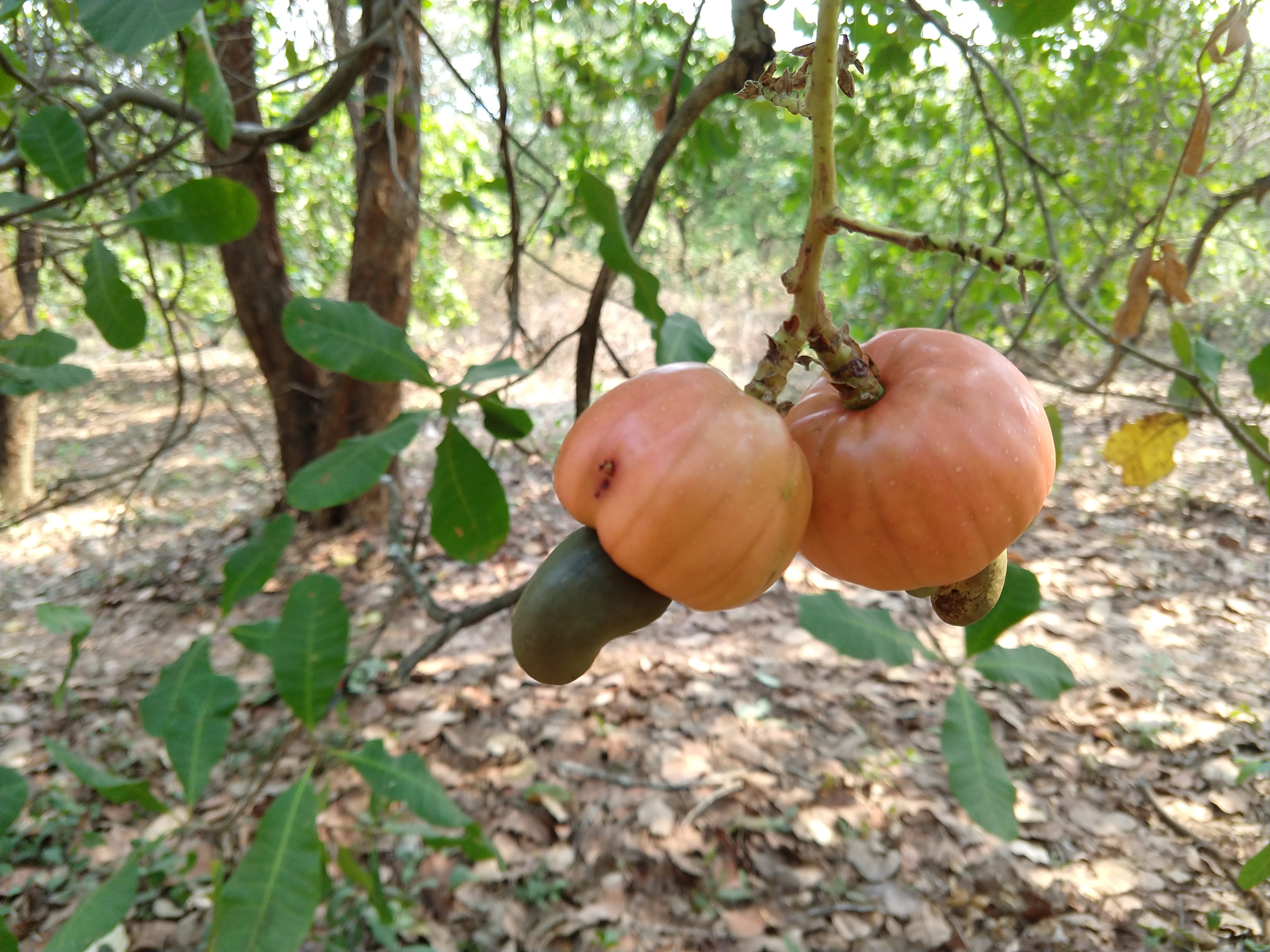 Cashew to Feni – A glimpse into the making of the jungle juice of Goa.